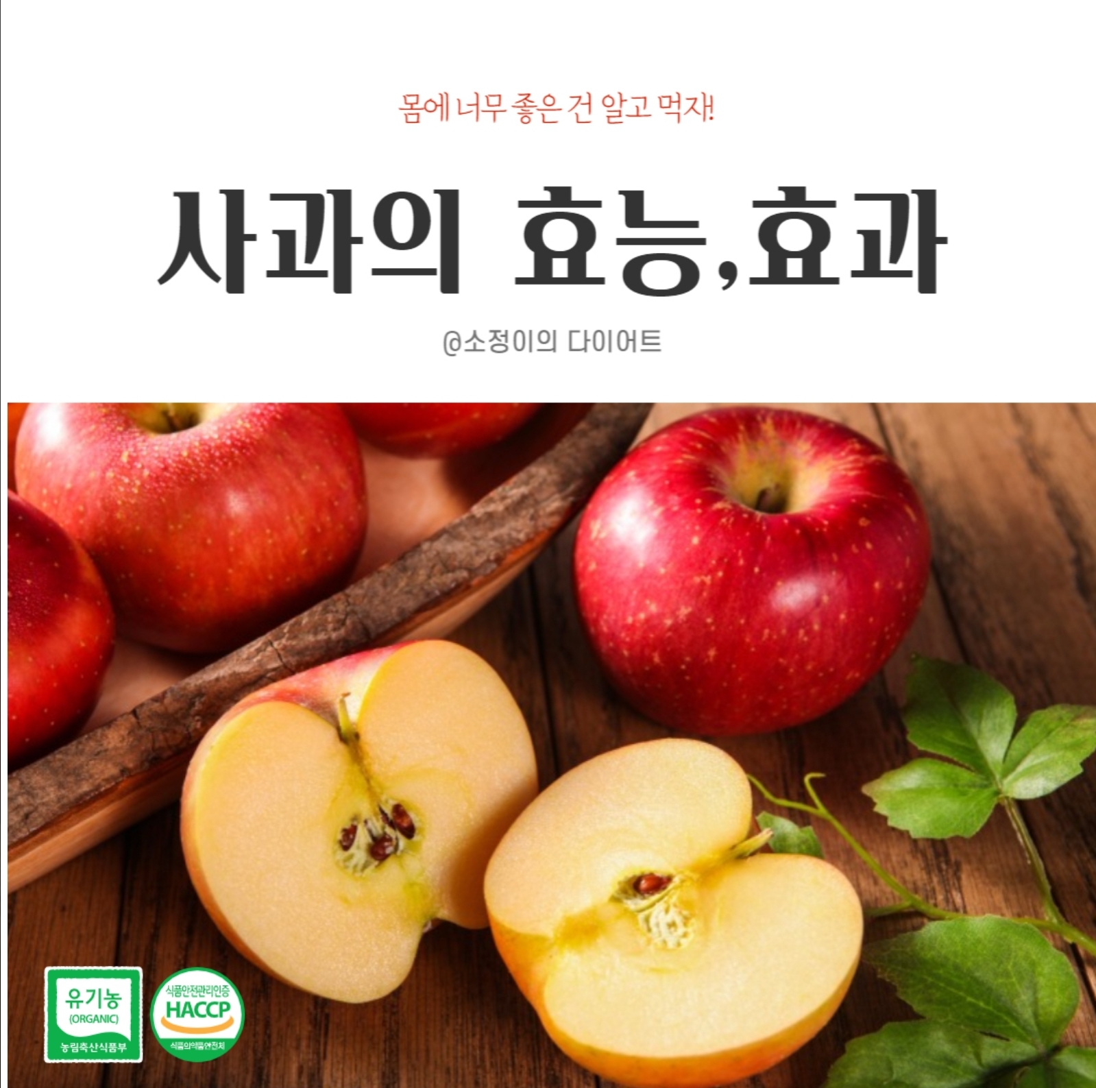 사과의 효능과 효과